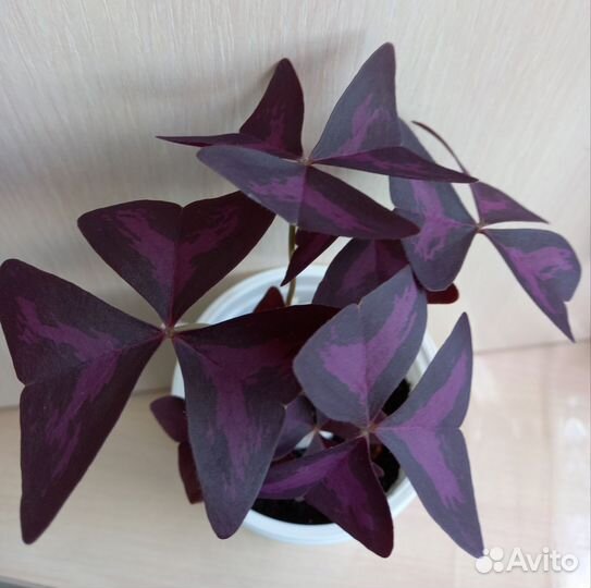 Кислица оксалис