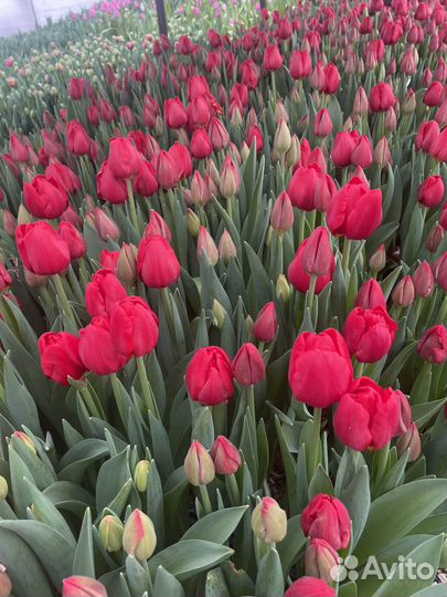 Тюльпаны оптом