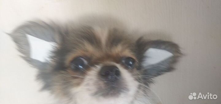 Чихуахуа мини