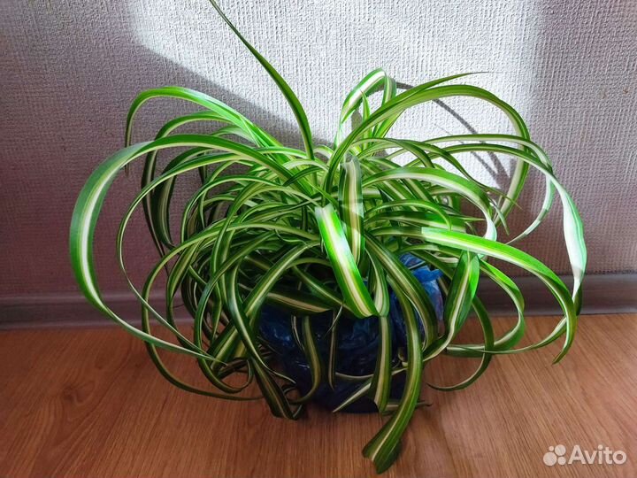 Хлорофитум кудрявый