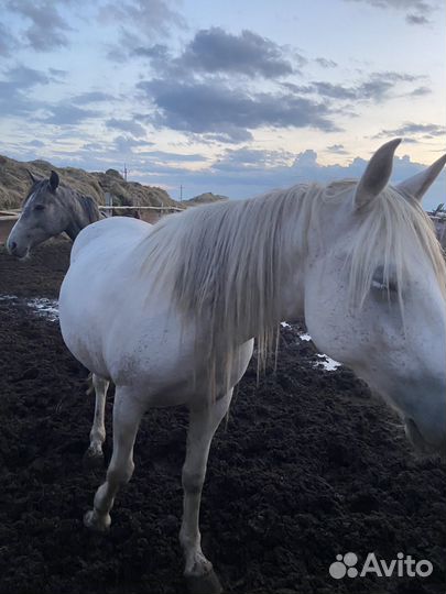 Продам лошадь