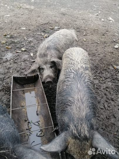 Кабан и свиньи