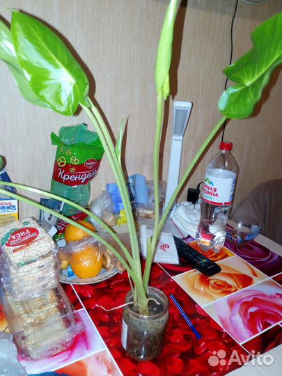 Калла белая