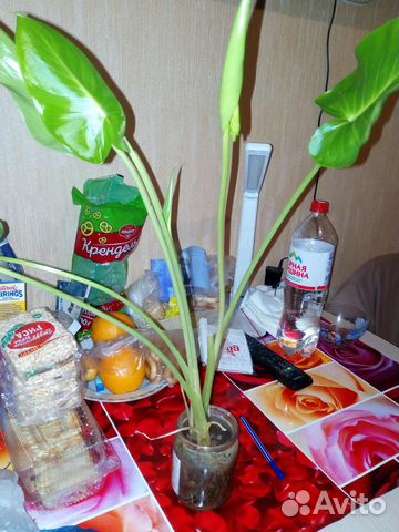 Калла белая