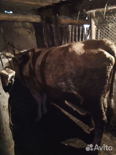 Коровы дойные молочные
