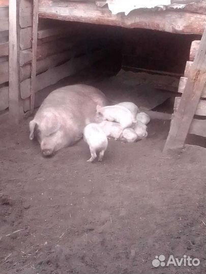 Хряк ландрас