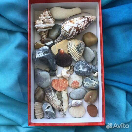 Ракушки и камушки морские