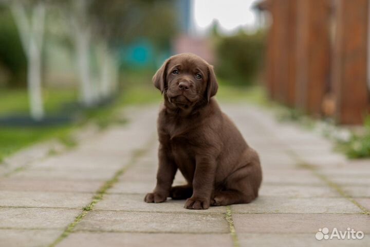 Шикарные щенки лабрадора