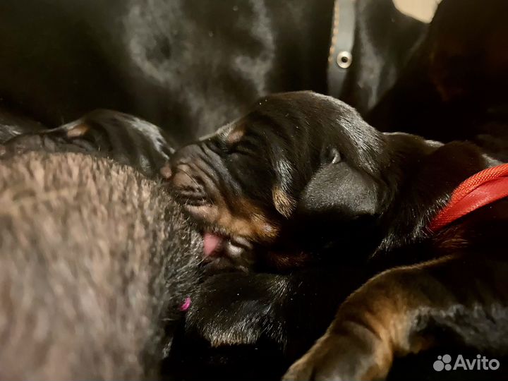 Щенки добермана