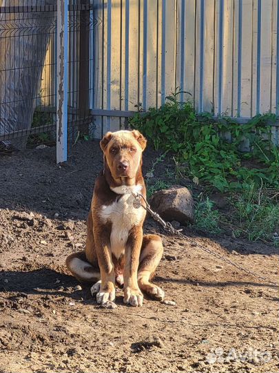 Алабай щенок