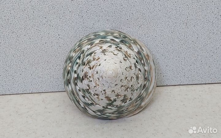 Трохус зелёный 6,9*8,3 морская ракушка раковина