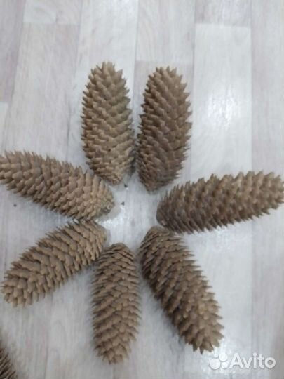 Шишки еловые (крупные)