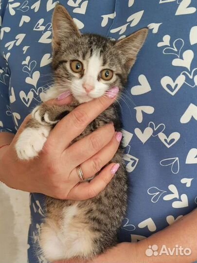 Котёнок в добрые руки