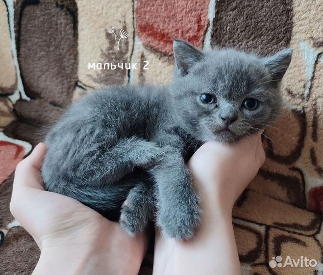 Отдам котят в добрые руки