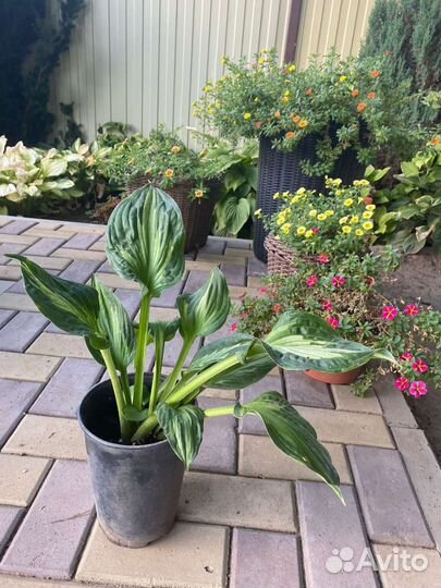 Хоста гибридная Вирлвиид