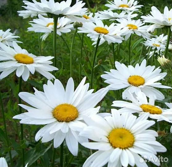 Ромашка садовая крупная