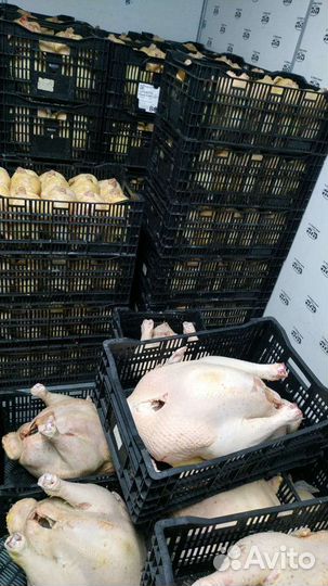 Мясо курица, индейка опт и мелкий опт