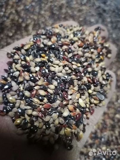 Семена суданки