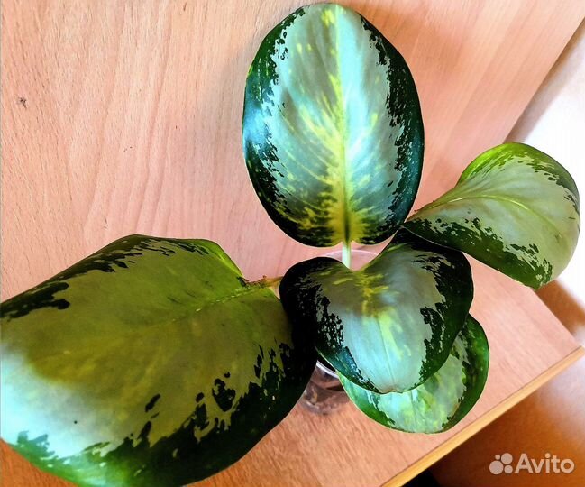 Аглаонема Elephant Ears