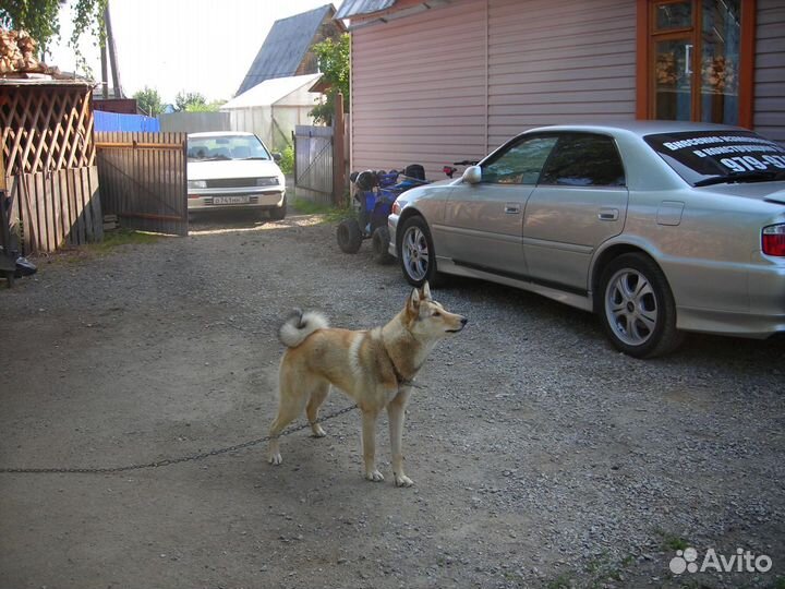 Щенки лзс