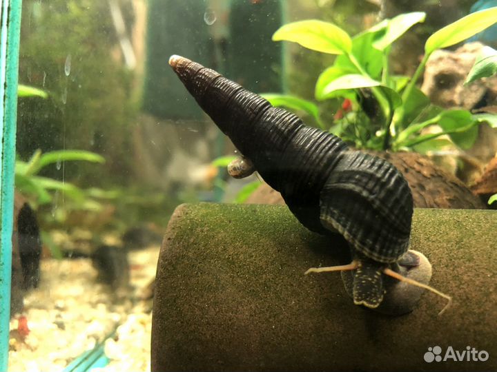 Улитки тиломелании, креветки