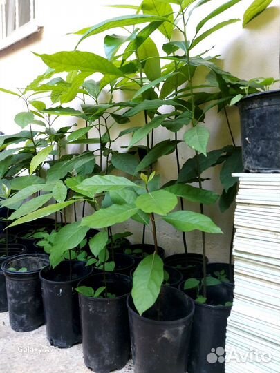 Авокадо растение