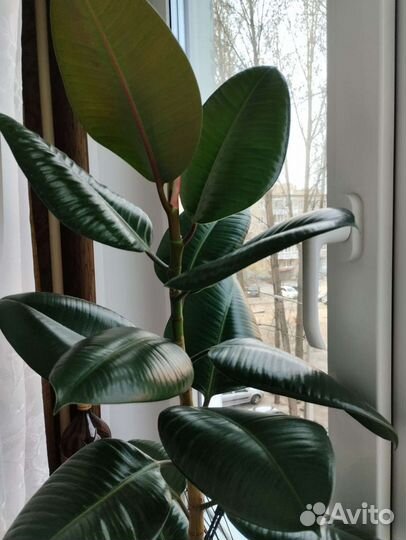 Фикус эластика