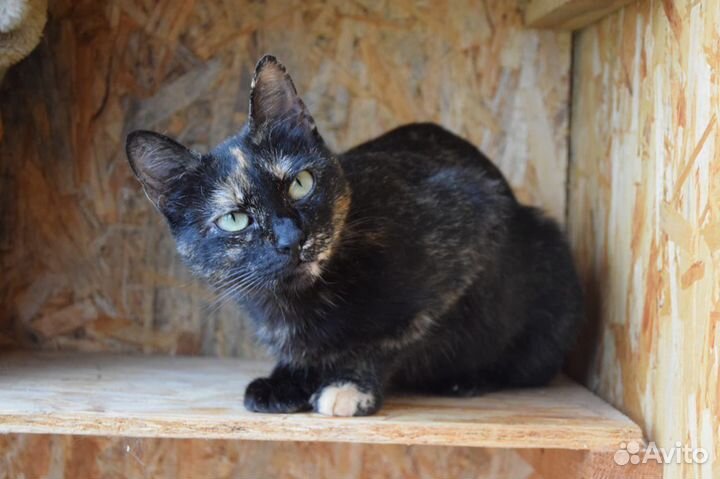 Трехцветная кошка