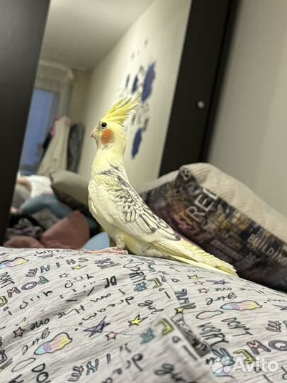 Попугай корелла с клеткой