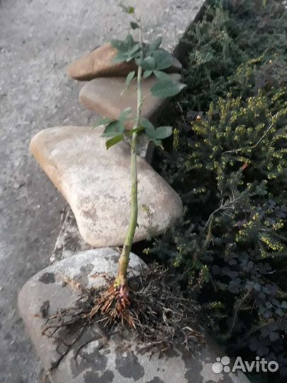 Ежевика саженцы