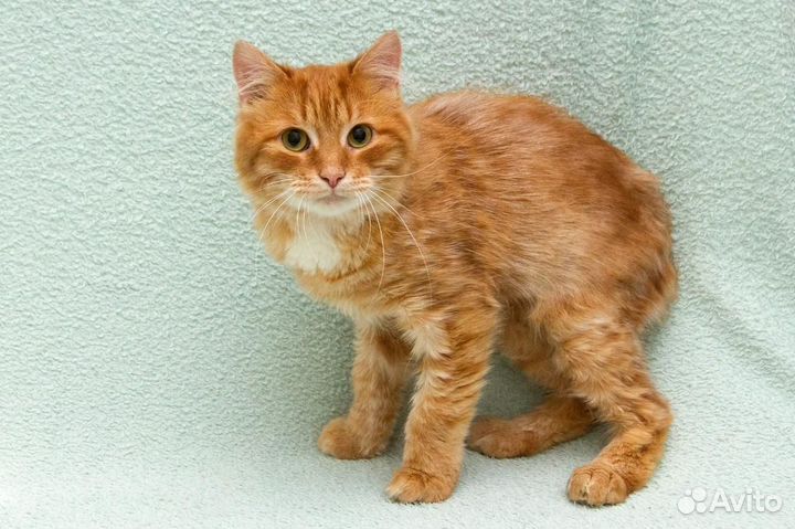 Рыжий котик бесплатно