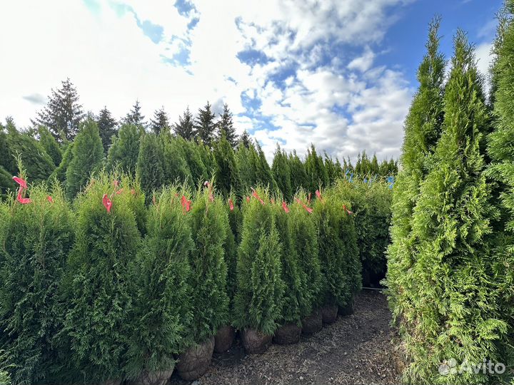 Туя Смарагд Экстра