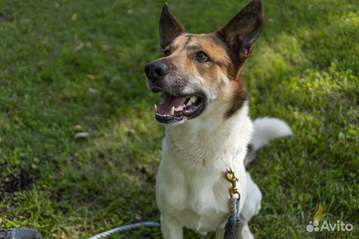 Собака в добрые руки