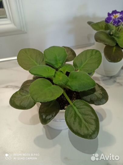 Фиалка ек Шахматный король