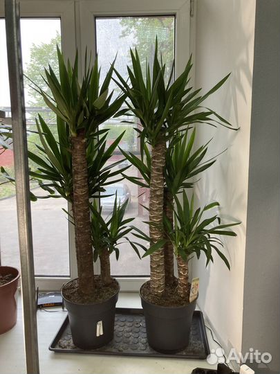 Растение юкка 3 ствола, 130 см