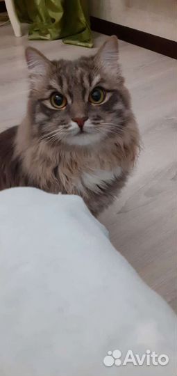 Сибирская кошка бесплатно