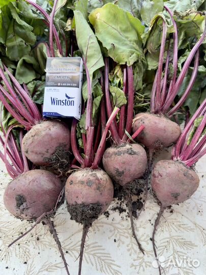 Свекла молодая