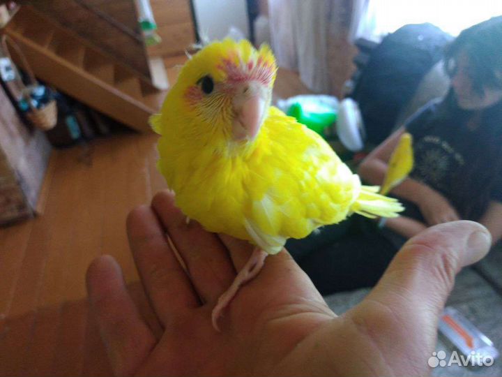 Птенец какарик ручной