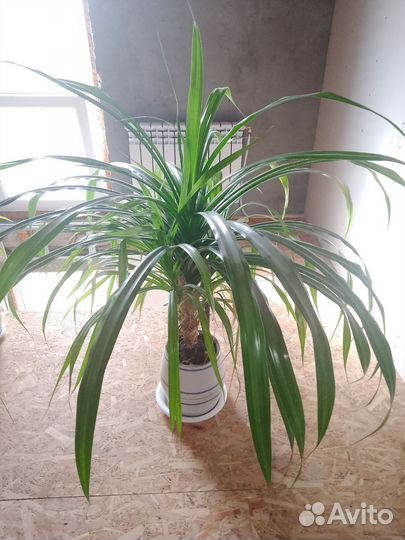 Пальма панданус