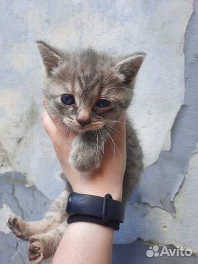 Очаровательный котята