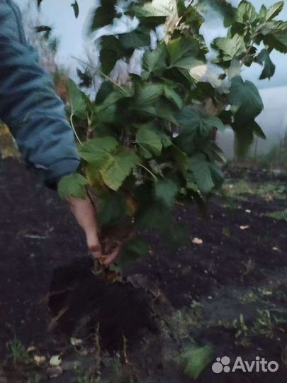Саженцы смородины, винограда