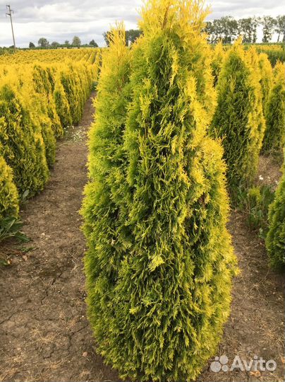 Туи с посадкой