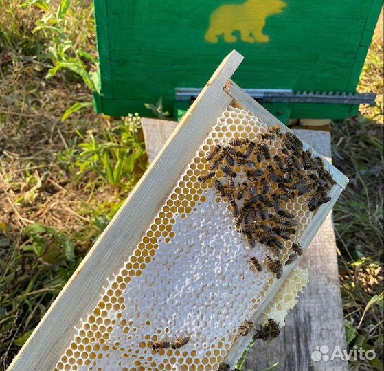 Мед Дикий Башкирский, 2023