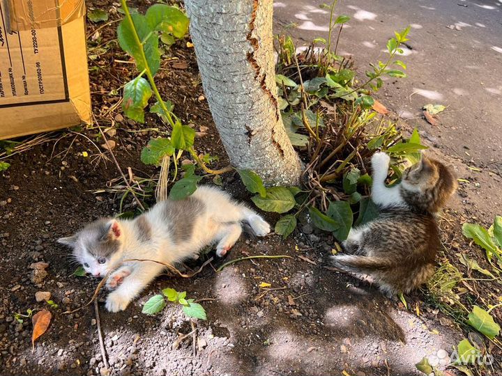 Котята в добрые руки