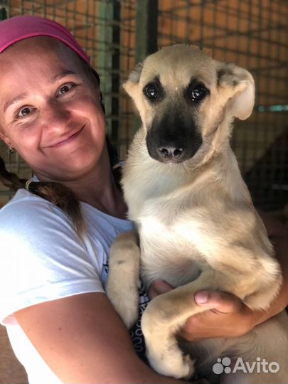 Щенок нуждается в доме