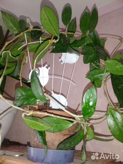 Комнатные цветы