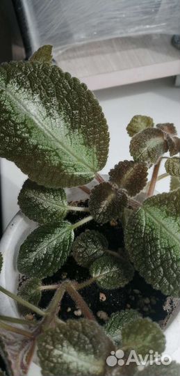 Цветы эписции