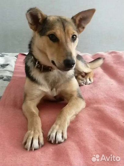 Собака в добрые руки