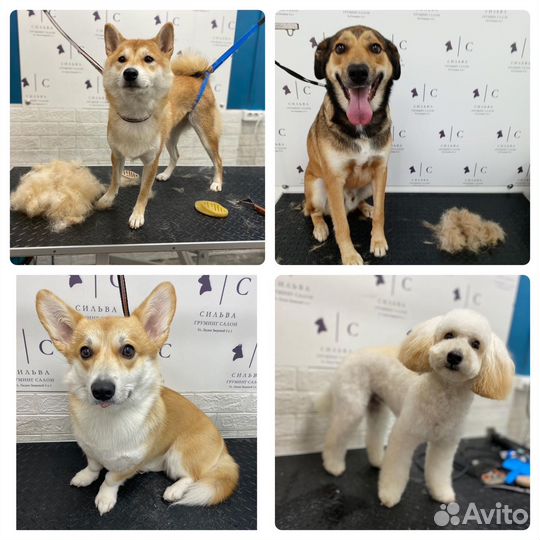 Стрижка собак и кошек Груминг