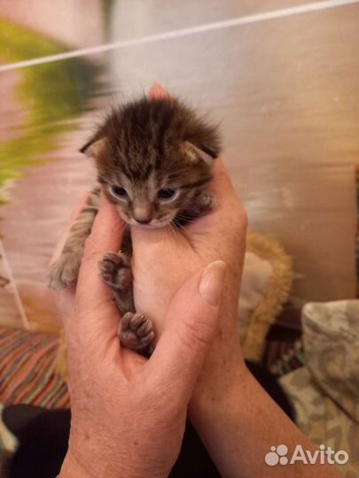 Отдам котят в хорошие руки